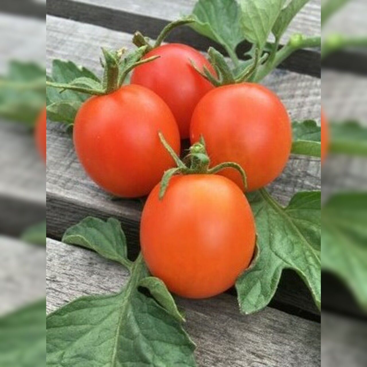 Anzucht-Set "russische Tomaten" [samenfest]