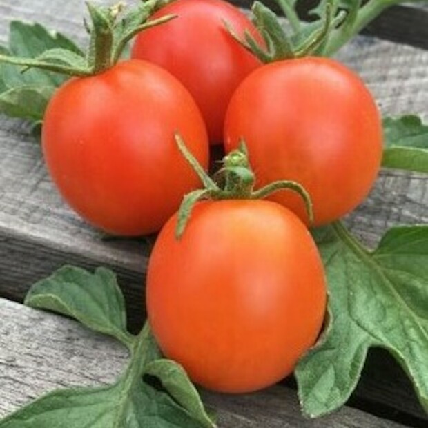 Anzucht-Set "russische Tomaten" [samenfest]