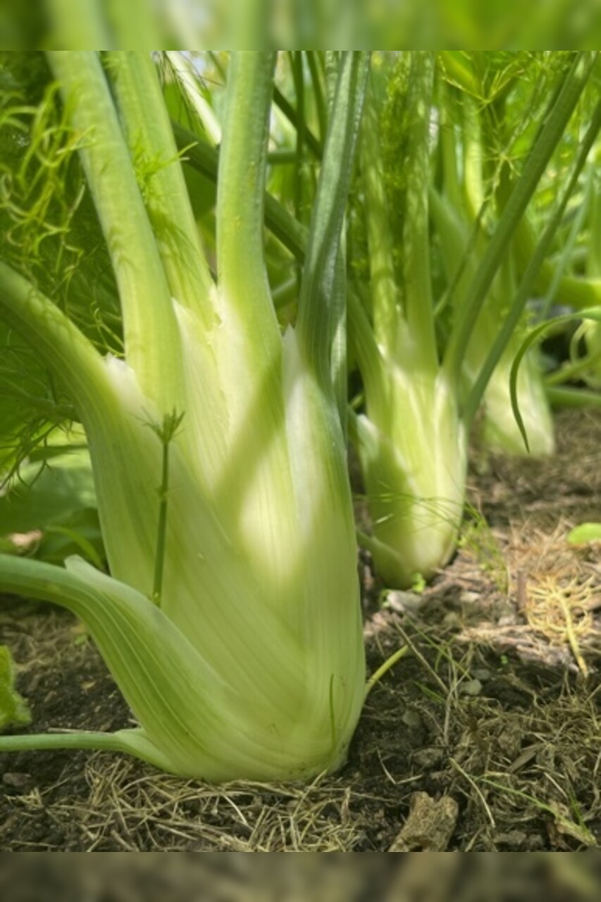 Knollenfenchel Samen "Selma" (samenfestes & BIO)