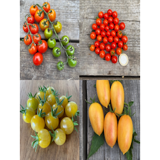 Tomaten-Set "robuste Tomaten" - 4 robuste BIO-Sorten [samenfest]