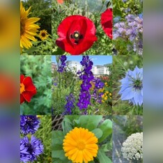 Blumensamen-Mischung „Blühstreifen“ - 9 BIO-Blumensorten [samenfest]