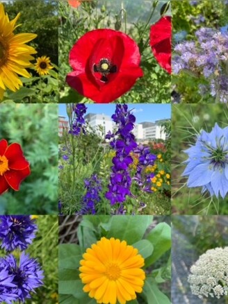 Blumensamen-Mischung „Blühstreifen“ - 9 BIO-Blumensorten [samenfest]