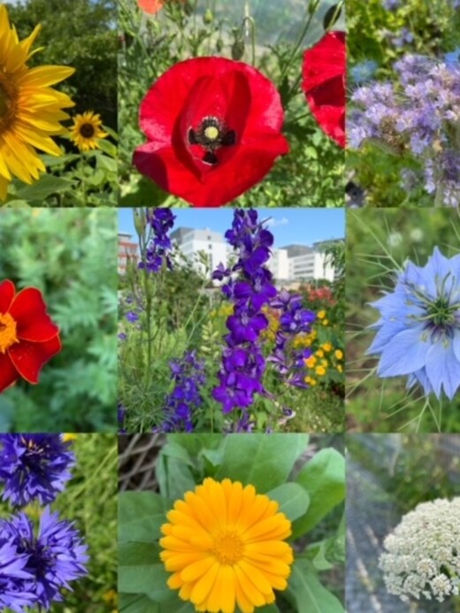 Blumensamen-Mischung „Blühstreifen“ - 9 BIO-Blumensorten [samenfest]