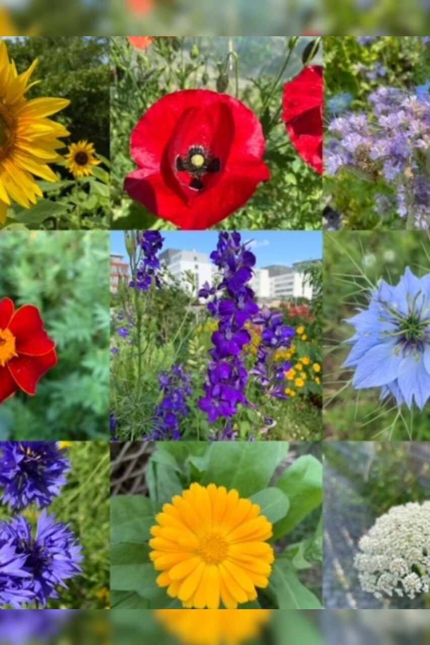 Blumensamen-Mischung „Blühstreifen“ - 9 BIO-Blumensorten [samenfest]