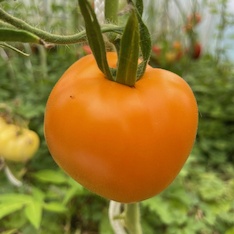 Tomate "Valencia" - BIO-Tomatensorte [samenfest]