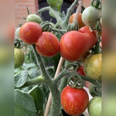 Tomate "Fuzzy Wuzzy" - BIO-Tomatensorte [samenfest]