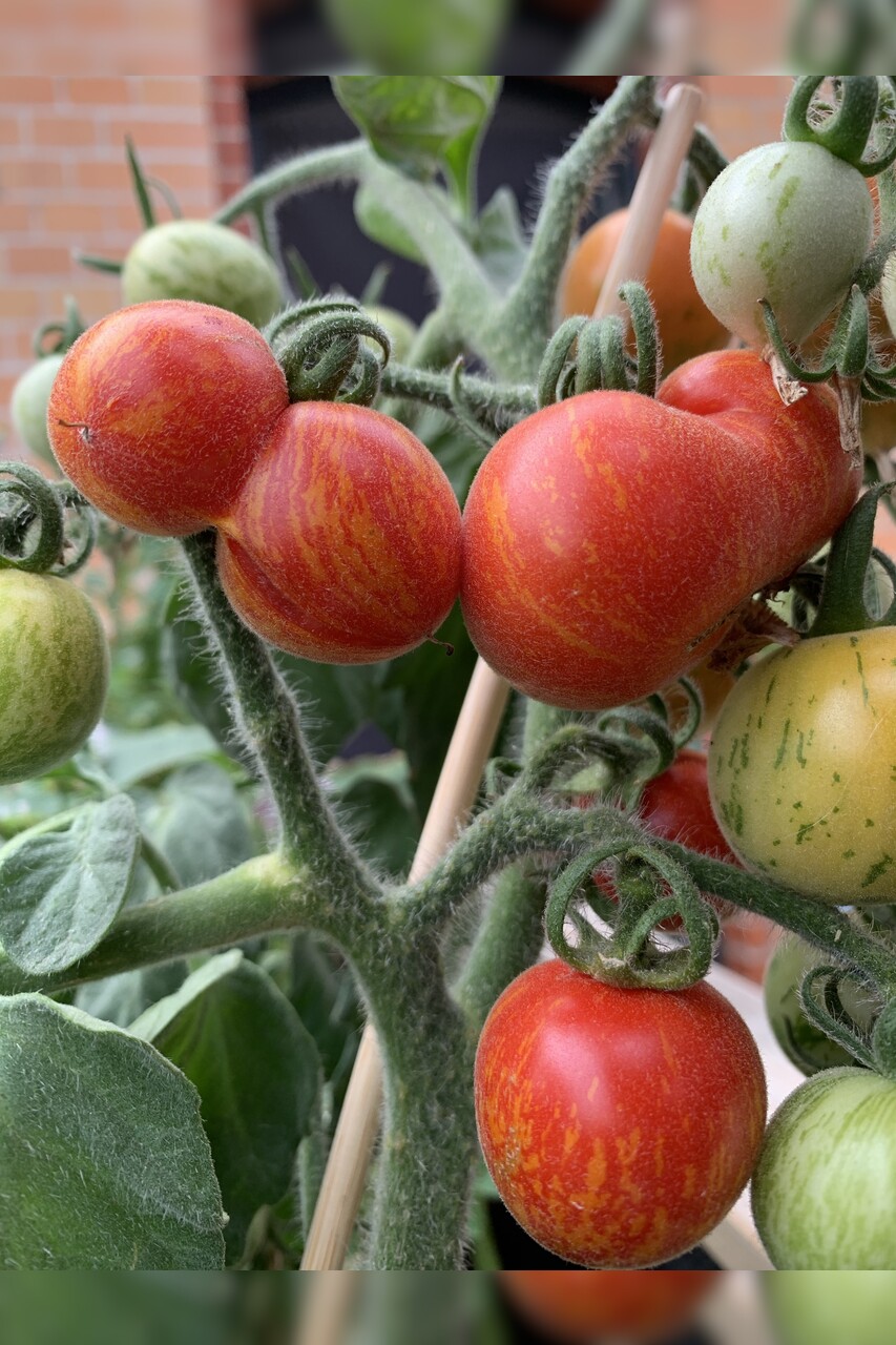 Tomate "Fuzzy Wuzzy" - BIO-Tomatensorte [samenfest]