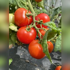 Tomate "Balkon Star" - BIO-Tomatensorte