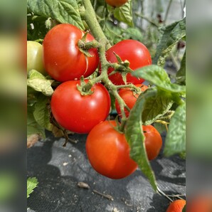 Tomate "Balkon Star" - BIO-Tomatensorte