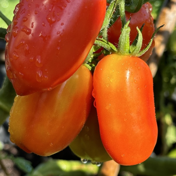 Tomate "San Marzano" - BIO-Flaschentomate [samenfest]