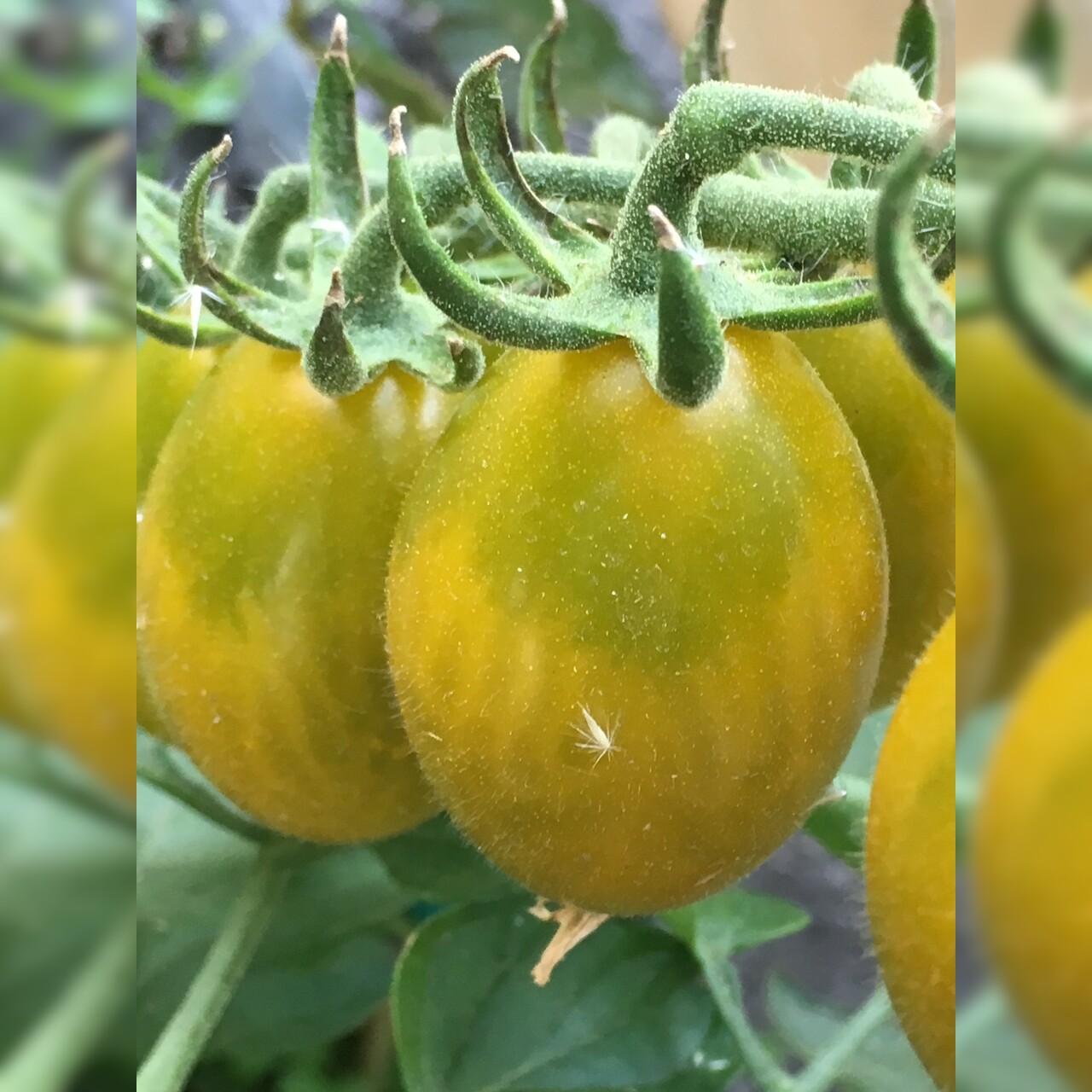 Tomate "Green Pear" - BIO-Tomatesorte [samenfest]