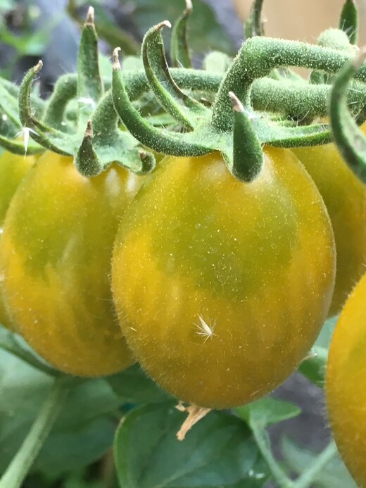 Tomate "Green Pear" - BIO-Tomatesorte [samenfest]