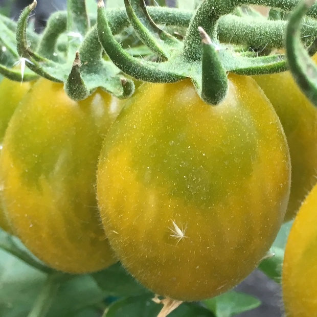 Tomate "Green Pear" - BIO-Tomatesorte [samenfest]