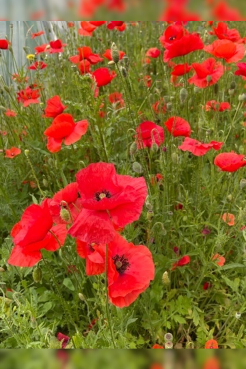 "Klatschmohn" - BIO-Blumensamen [samenfest]