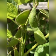 Sojabohne "Green Shell" - Edamame