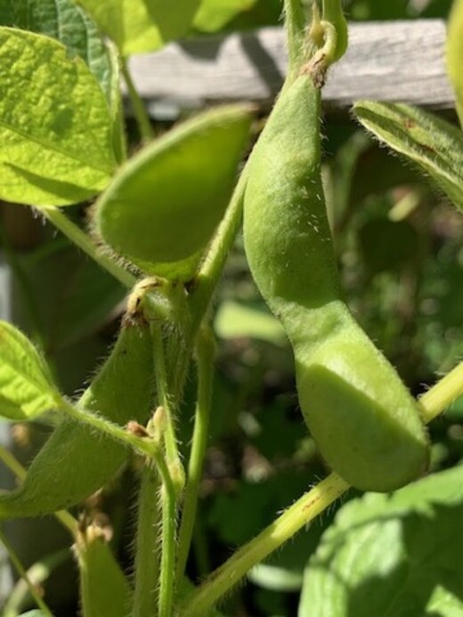 Sojabohne "Green Shell" - Edamame