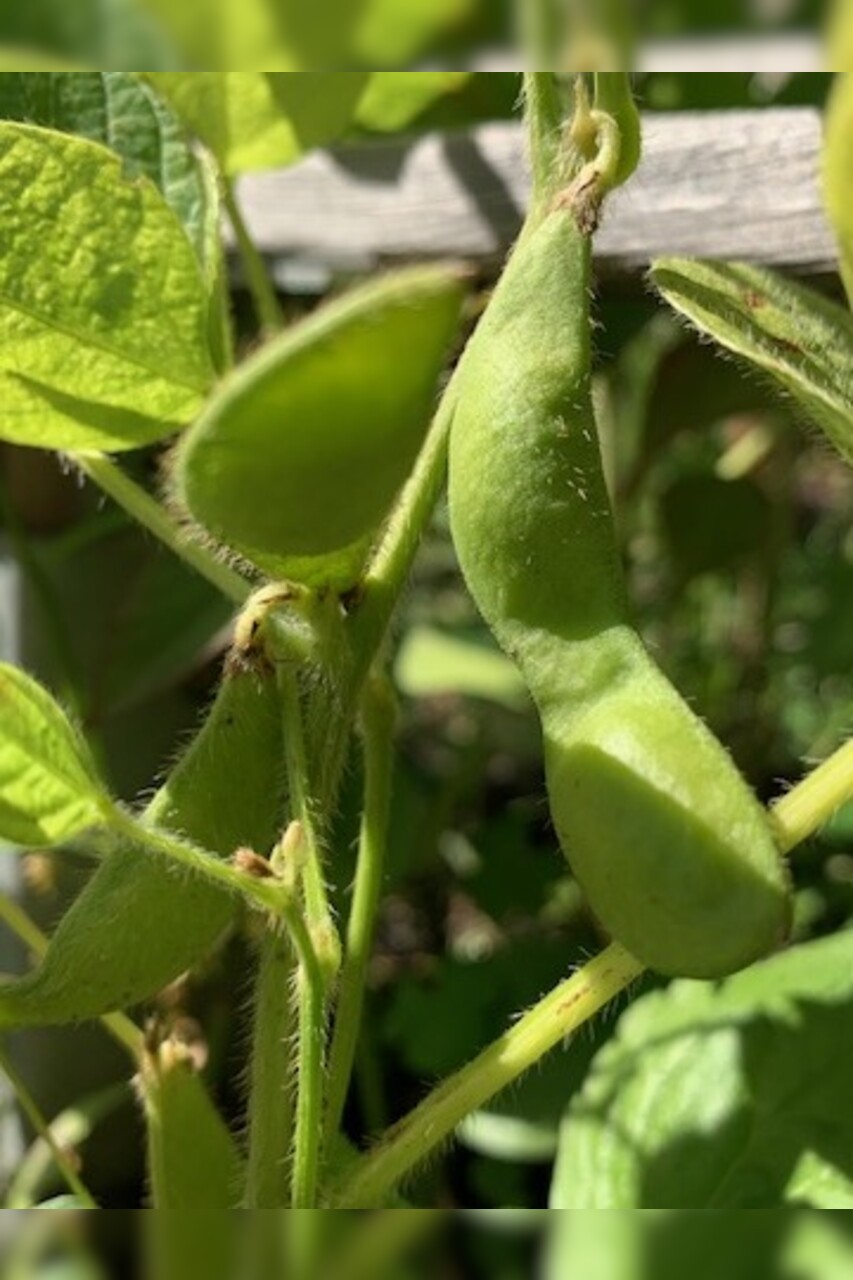 Sojabohne "Green Shell" - Edamame