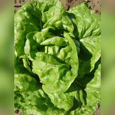 Kopfsalat "Wunder von Stuttgart" - BIO-Salatsorte samenfest