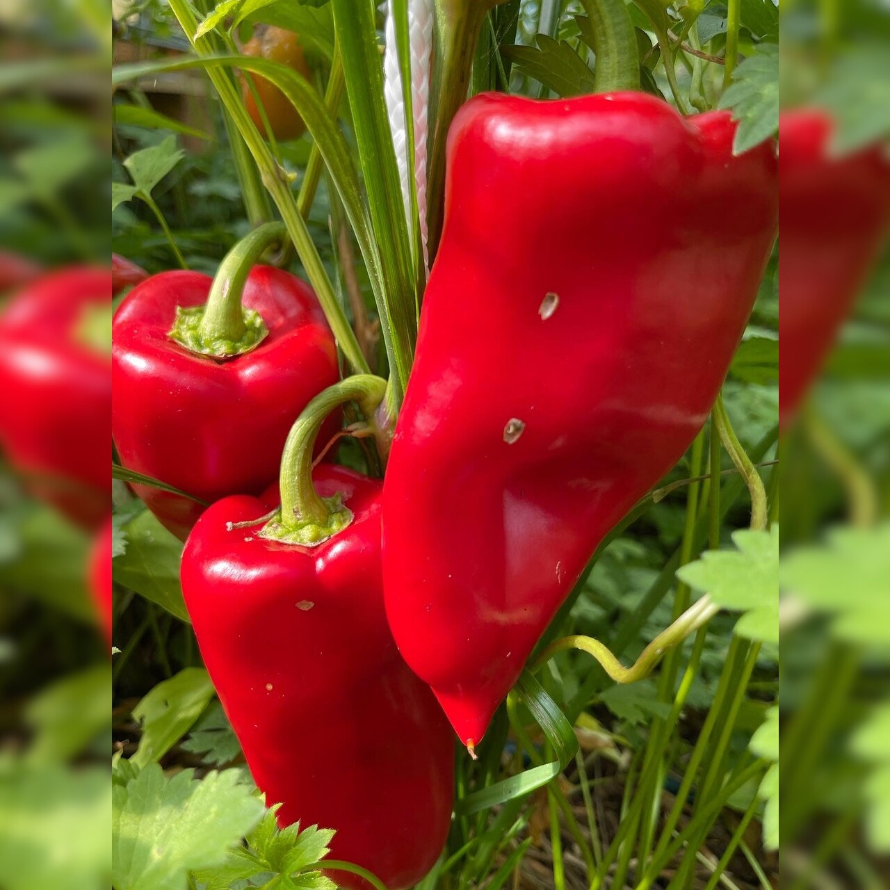 Paprika "Karmen" - BIO-Paprikasamen [samenfest]