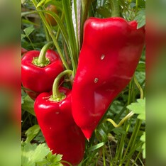 Paprika "Karmen" - BIO-Paprikasamen [samenfest]