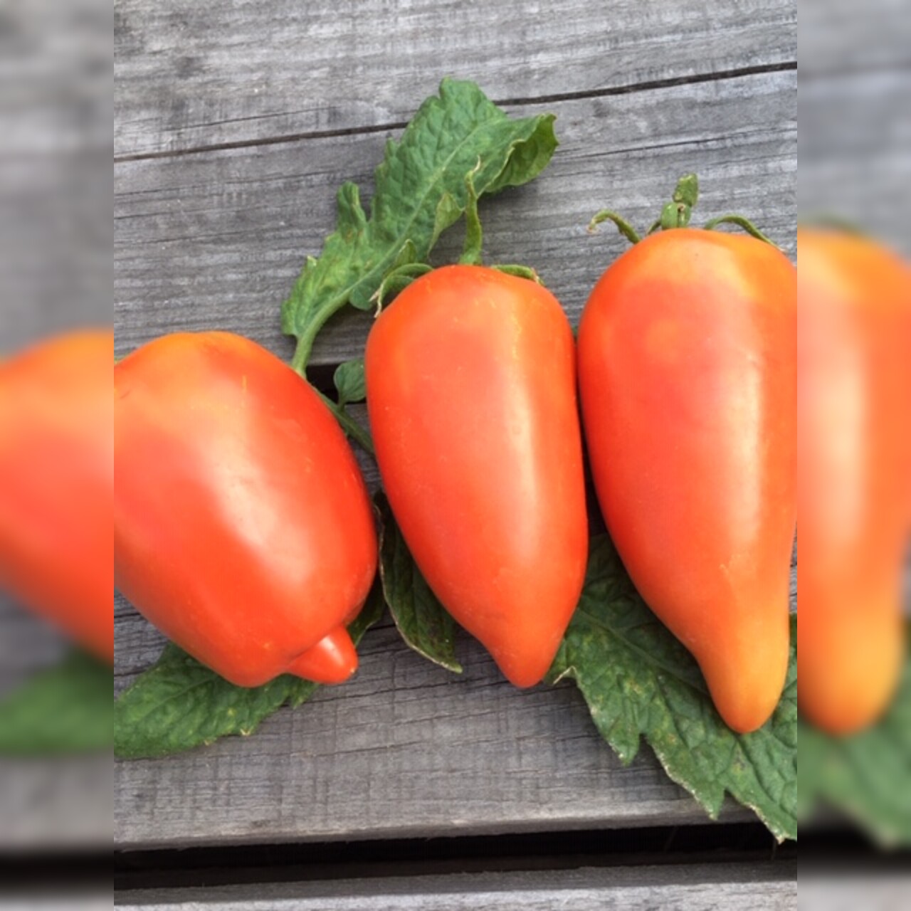 Tomate "Andenhorn" - BIO-Tomatensorte [samenfest]