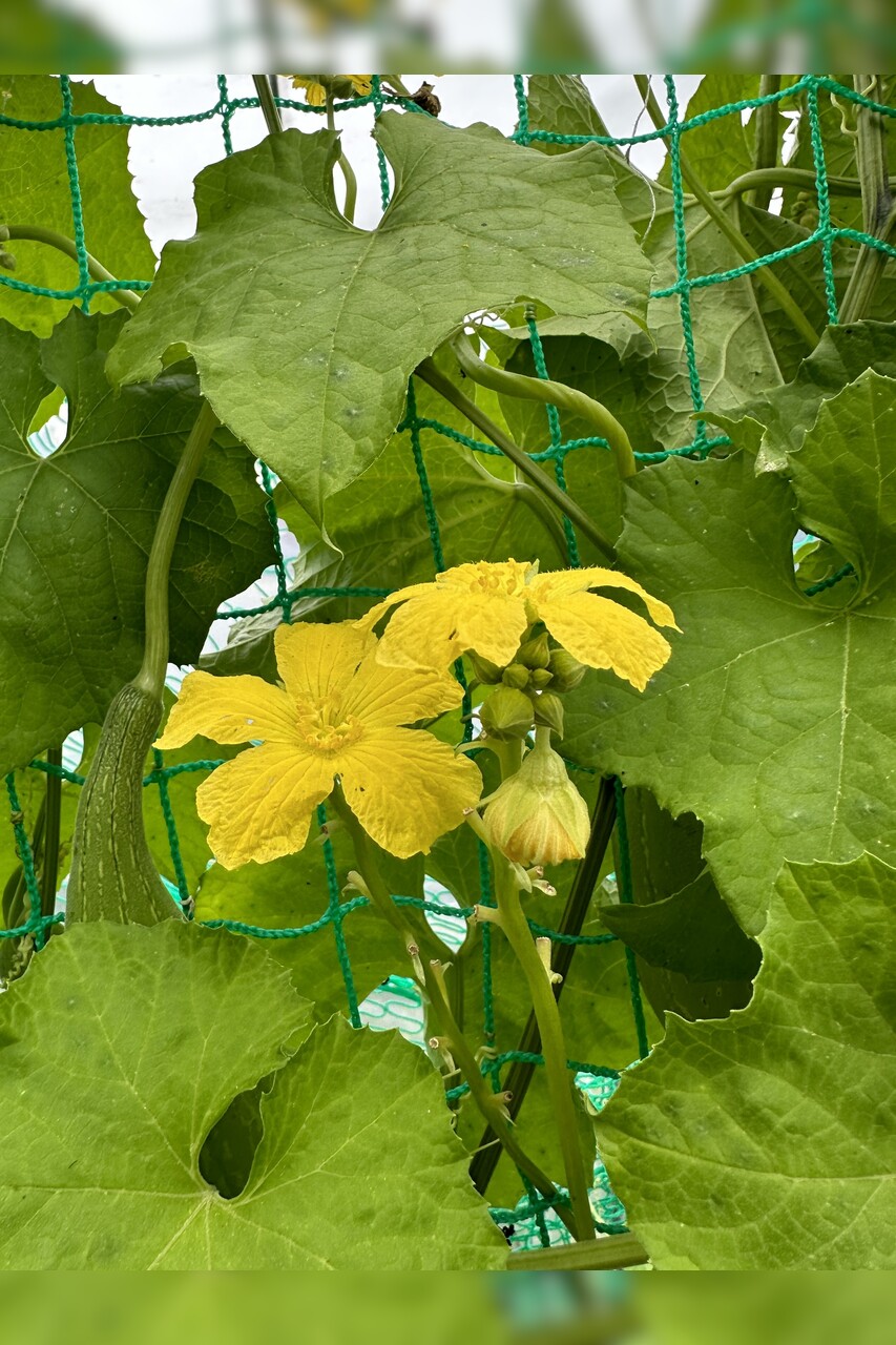 Schwammgurke "Luffa-Gurke" Bio-Freilandgurke (samenfest)