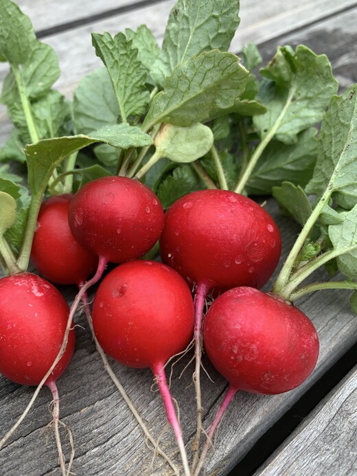 Gemüsesamen-Set "Schrebergarten" - 12 BIO-Sorten [samenfest]