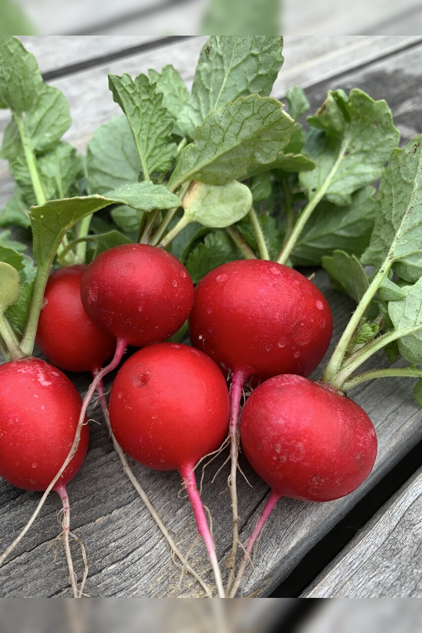 Gemüsesamen-Set "Schrebergarten" - 12 BIO-Sorten [samenfest]