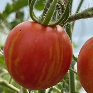Tomate "Tigerella" - BIO-Tomatensorte [samenfest]