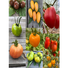 großes Tomaten-Set - 12 BIO-Tomatensorten [samenfest]