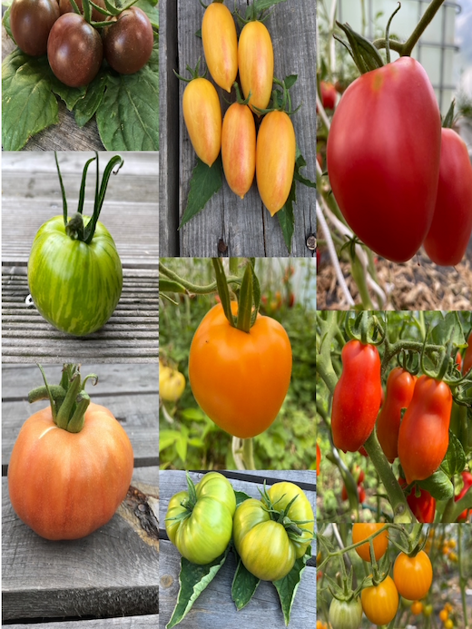 großes Tomaten-Set - 12 BIO-Tomatensorten [samenfest]