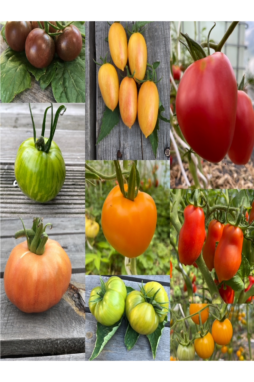 großes Tomaten-Set - 12 BIO-Tomatensorten [samenfest]
