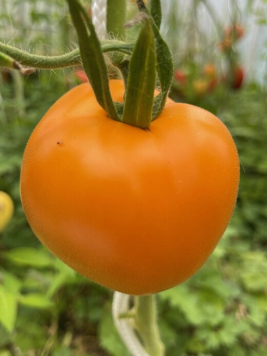 kleines Tomaten-Set - 4 BIO-Tomatensorten [samenfest]