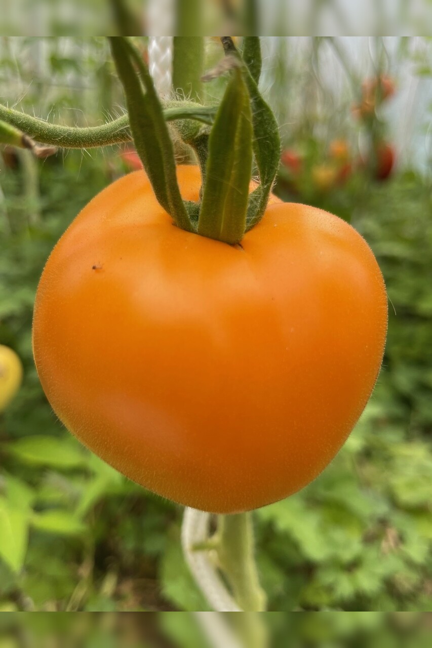 kleines Tomaten-Set - 4 BIO-Tomatensorten [samenfest]