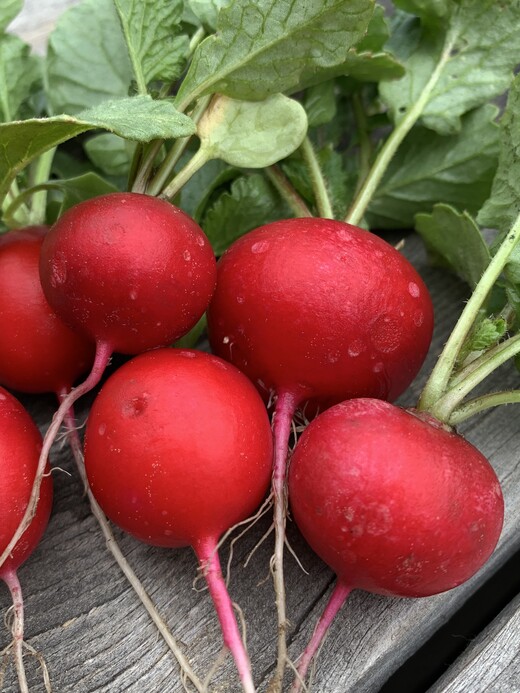 Pflanzenschilder Buchenholz ❤️️ Kräuterstecker zum beschriften