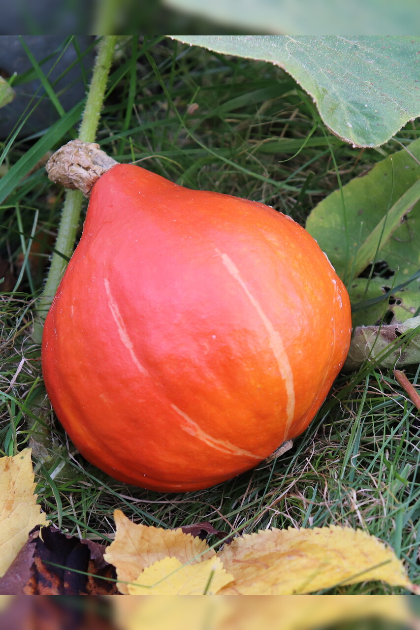 Gemüsesamen-Set "Schrebergarten" - 12 BIO-Sorten [samenfest]