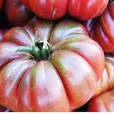 Tomate „Purple Calabash“ - BIO-Tomatensorte