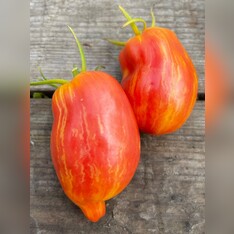 Tomate „Yellow Fire“ - BIO-Tomatensorte [samenfest]