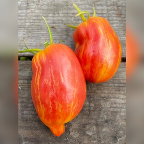 Tomate „Yellow Fire“ - BIO-Tomatensorte [samenfest]