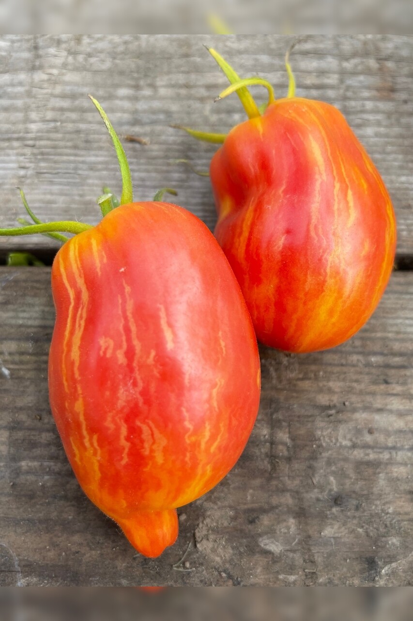 Tomate „Yellow Fire“ - BIO-Tomatensorte [samenfest]