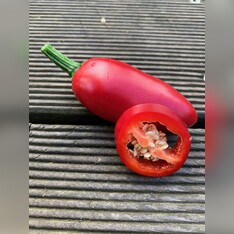 Jalapeno Samen "Concho" (samenfest & BIO)