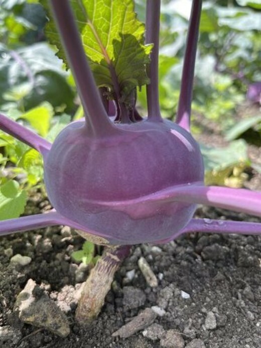 Lila Kohlrabi "Azur Star" - BIO-Samen (samenfest & BIO)