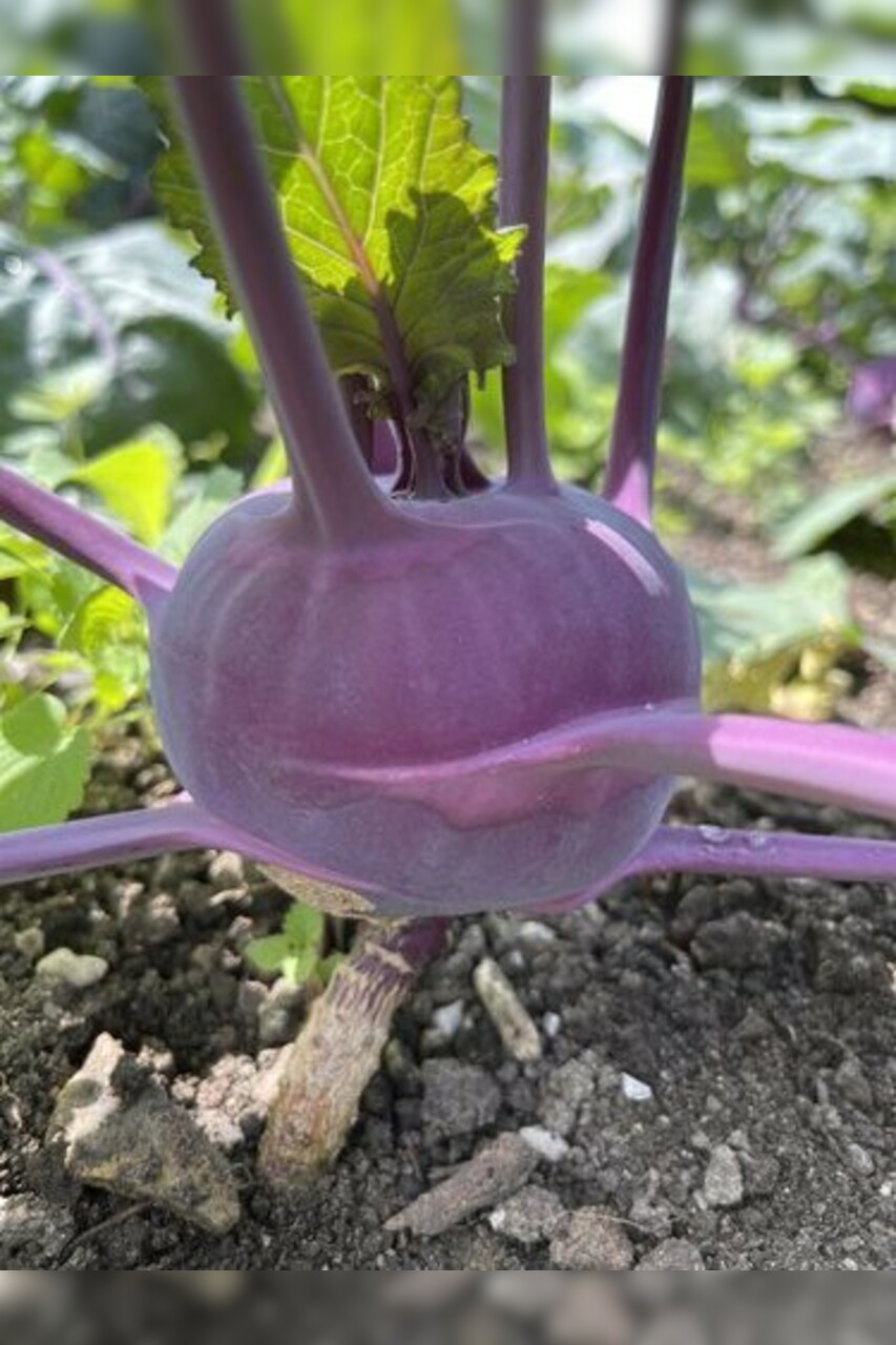Kohlrabi lila "Azur Star" - BIO-Samen (samenfest & BIO)