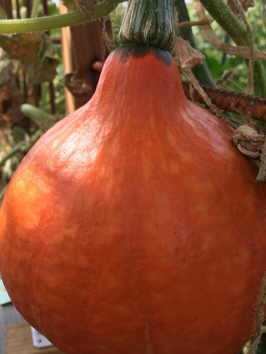 Kürbis Hokkaido "Red Kuri" - BIO-Kürbissorte [samenfest]