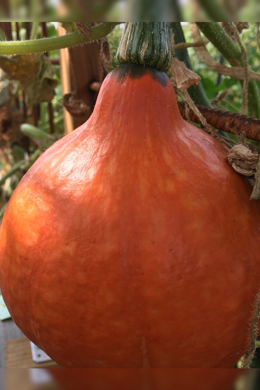 Kürbis Hokkaido "Red Kuri" - BIO-Kürbissorte [samenfest]