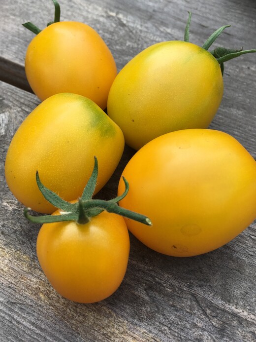 großes Tomaten-Set - 12 BIO-Tomatensorten [samenfest]