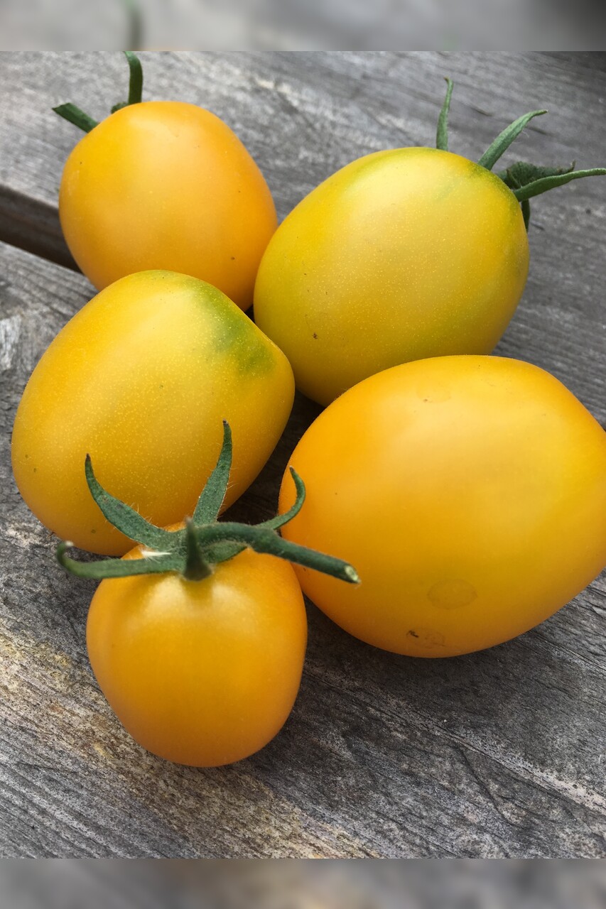großes Tomaten-Set - 12 BIO-Tomatensorten [samenfest]