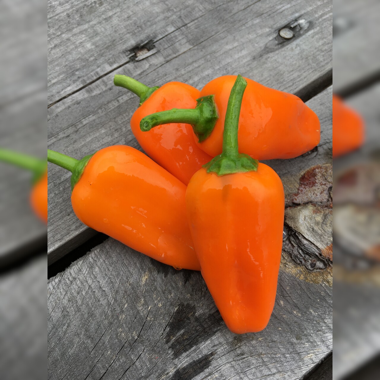 Paprika "Lunchbox Orange" - BIO-Paprikasamen [samenfest]