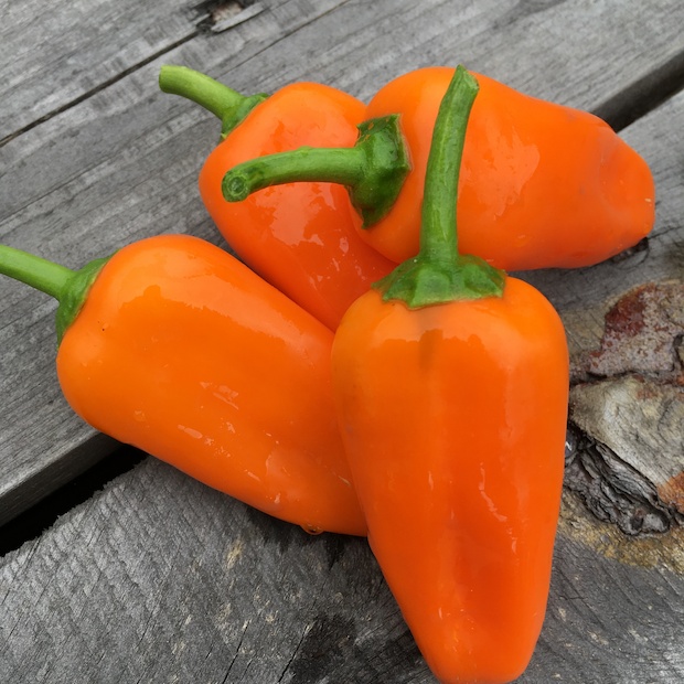 Paprika "Lunchbox Orange" - BIO-Paprikasamen [samenfest]
