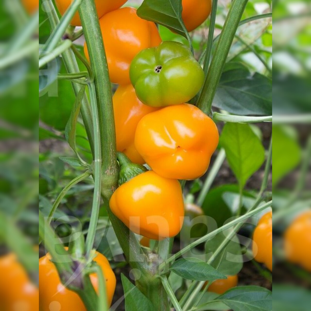 Paprika "Sweet Julie" - BIO-Snackpaprika [samenfest]